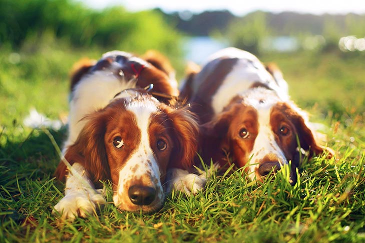 Puppies