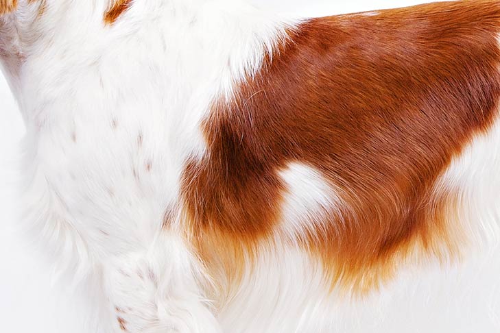 Puppies