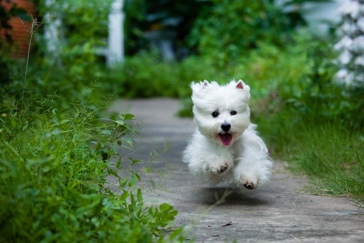 Puppies
