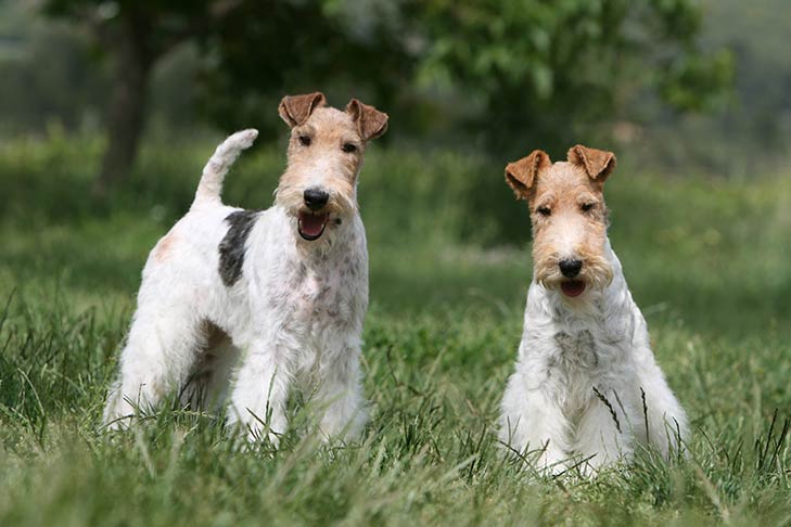 Puppies